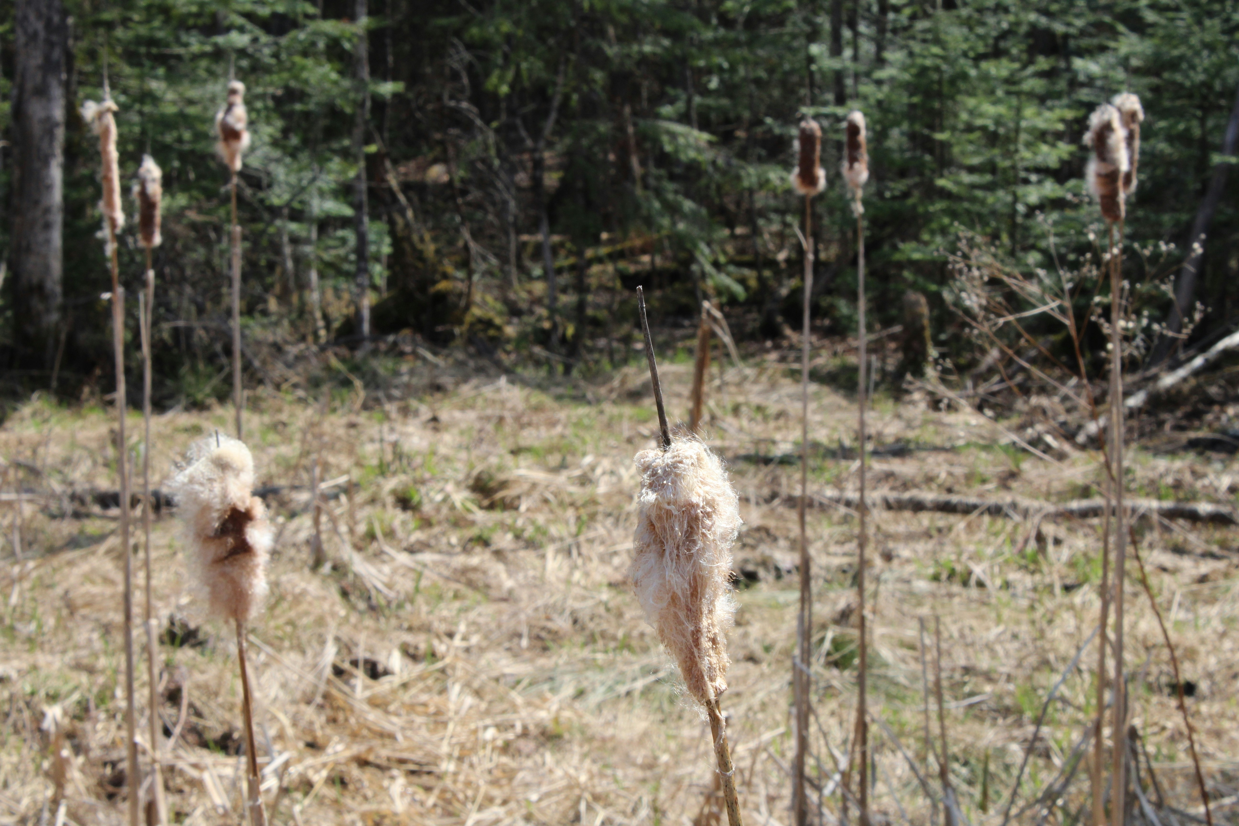The Beaver Population Explosion: From 100,000 to 6 Million in a Century - beaver dam comeback research