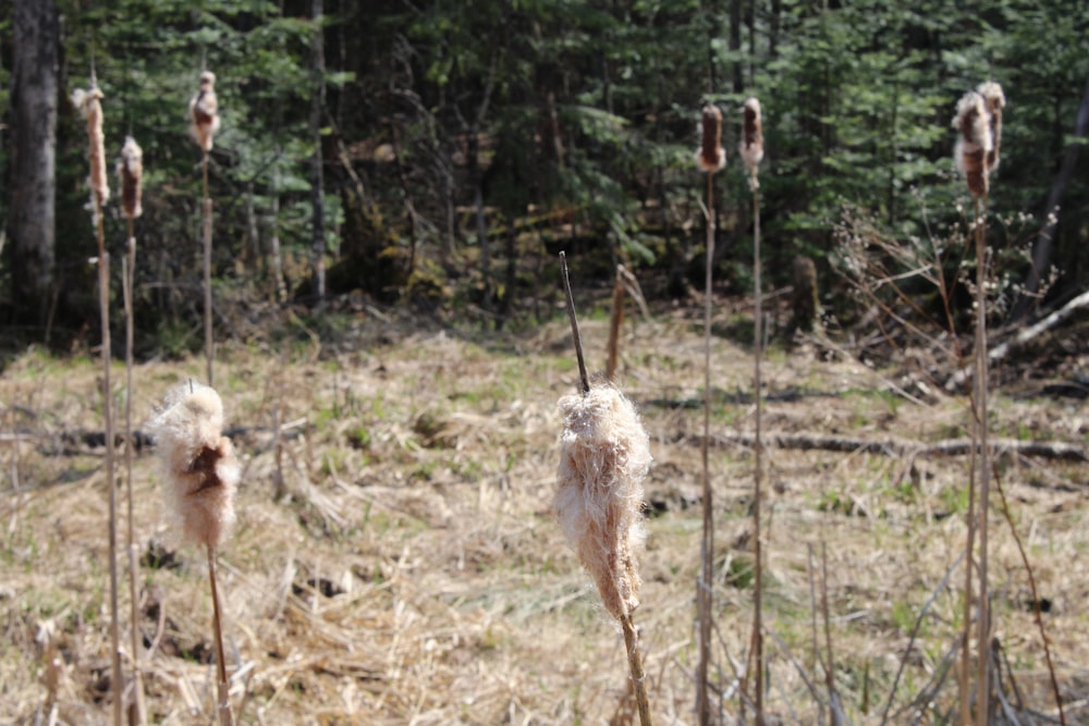 a bunch of dead flowers in the middle of a forest