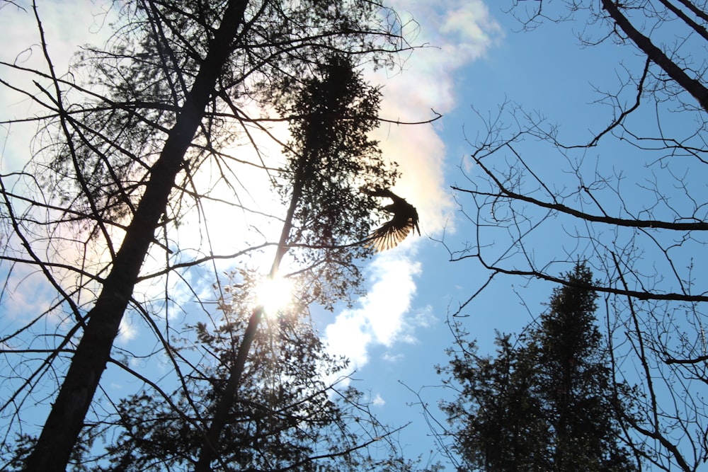 the sun shines through the branches of the trees