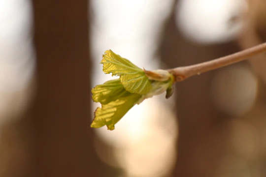 Close-up of green leaves unfurling under soft natural light.
