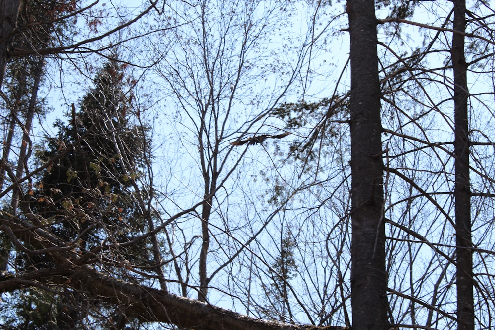 a bird flying through a forest filled with lots of trees