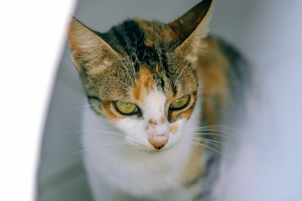 a close up of a cat looking at the camera