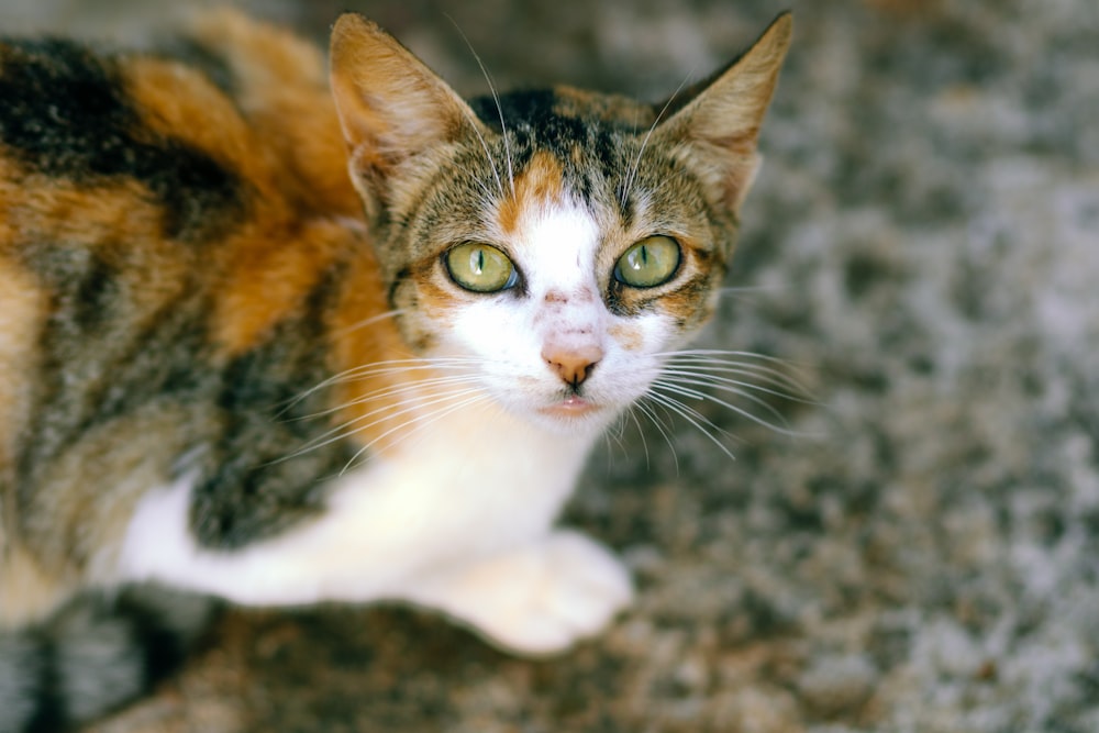 a close up of a cat on a carpet