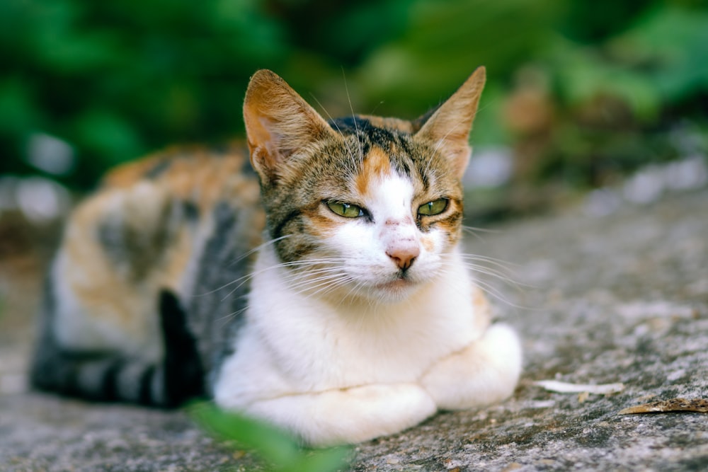 a cat sitting on the ground looking at the camera