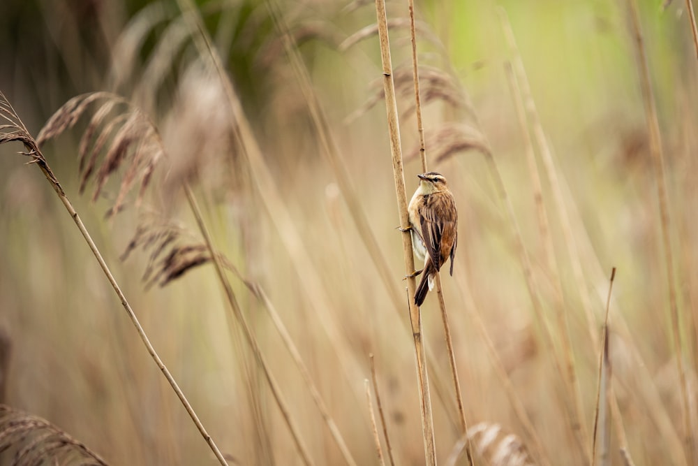 a small bird sitting on top of a dry grass field