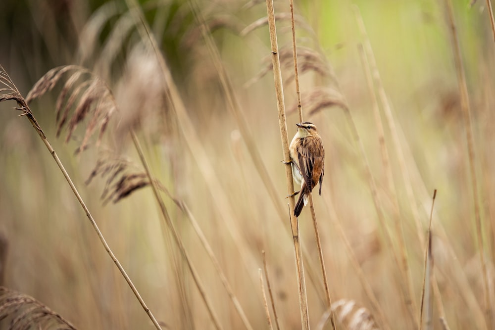 Ein kleiner Vogel, der auf einem trockenen Grasfeld sitzt