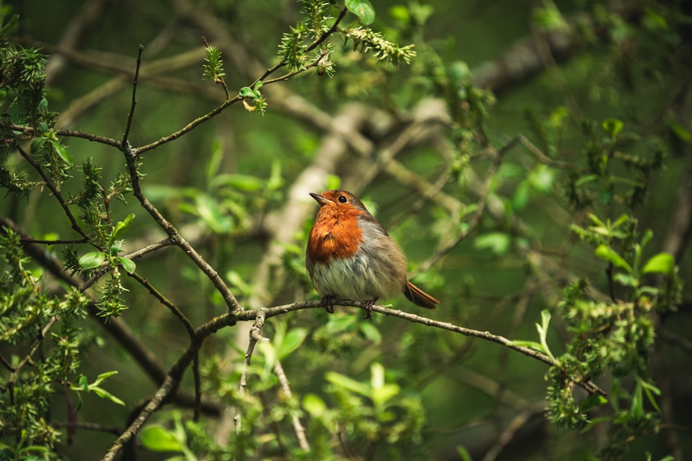 Un pequeño pájaro sentado en la cima de la rama de un árbol