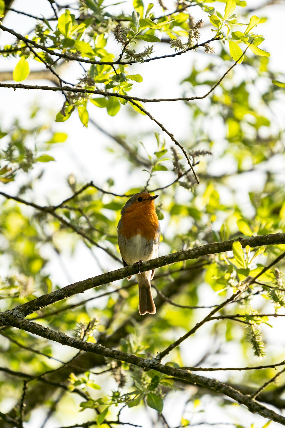 a small bird perched on a tree branch