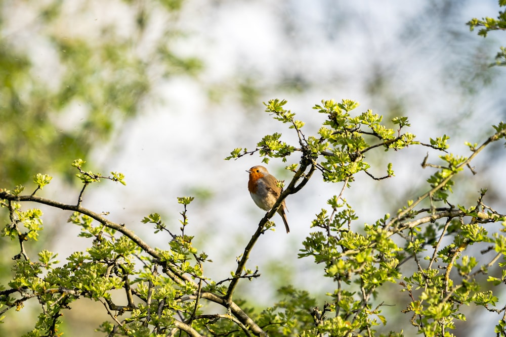 a small bird perched on top of a tree branch