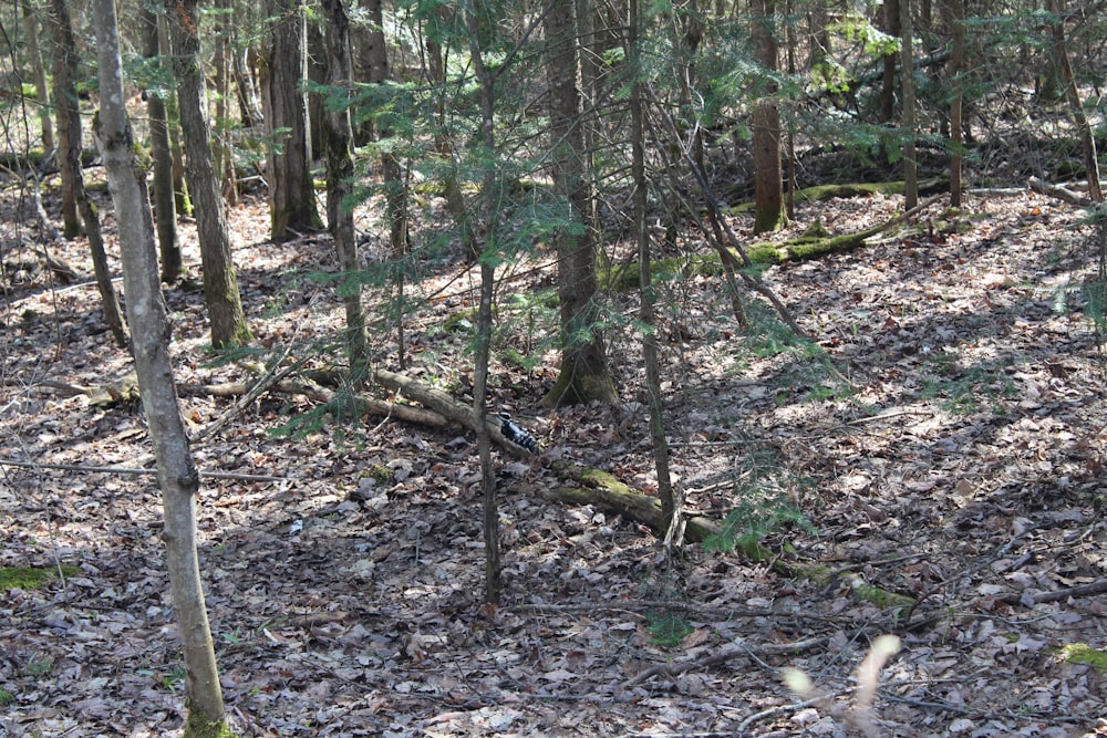 a bird is sitting on the ground in the woods