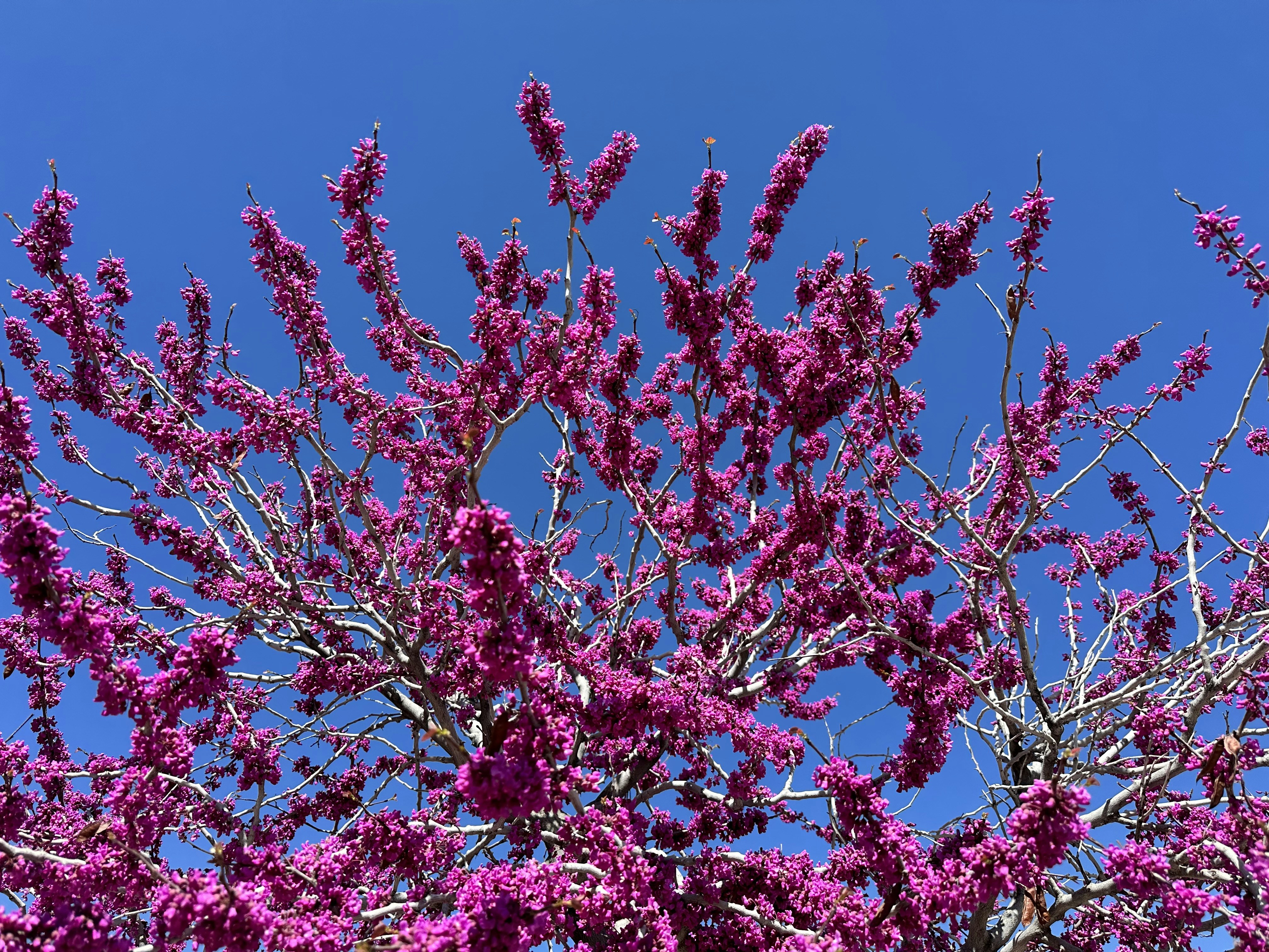 Foto zum Thema Ein baum mit lila blüten vor einem blauen himmel Kostenloses Bild zu Blume auf