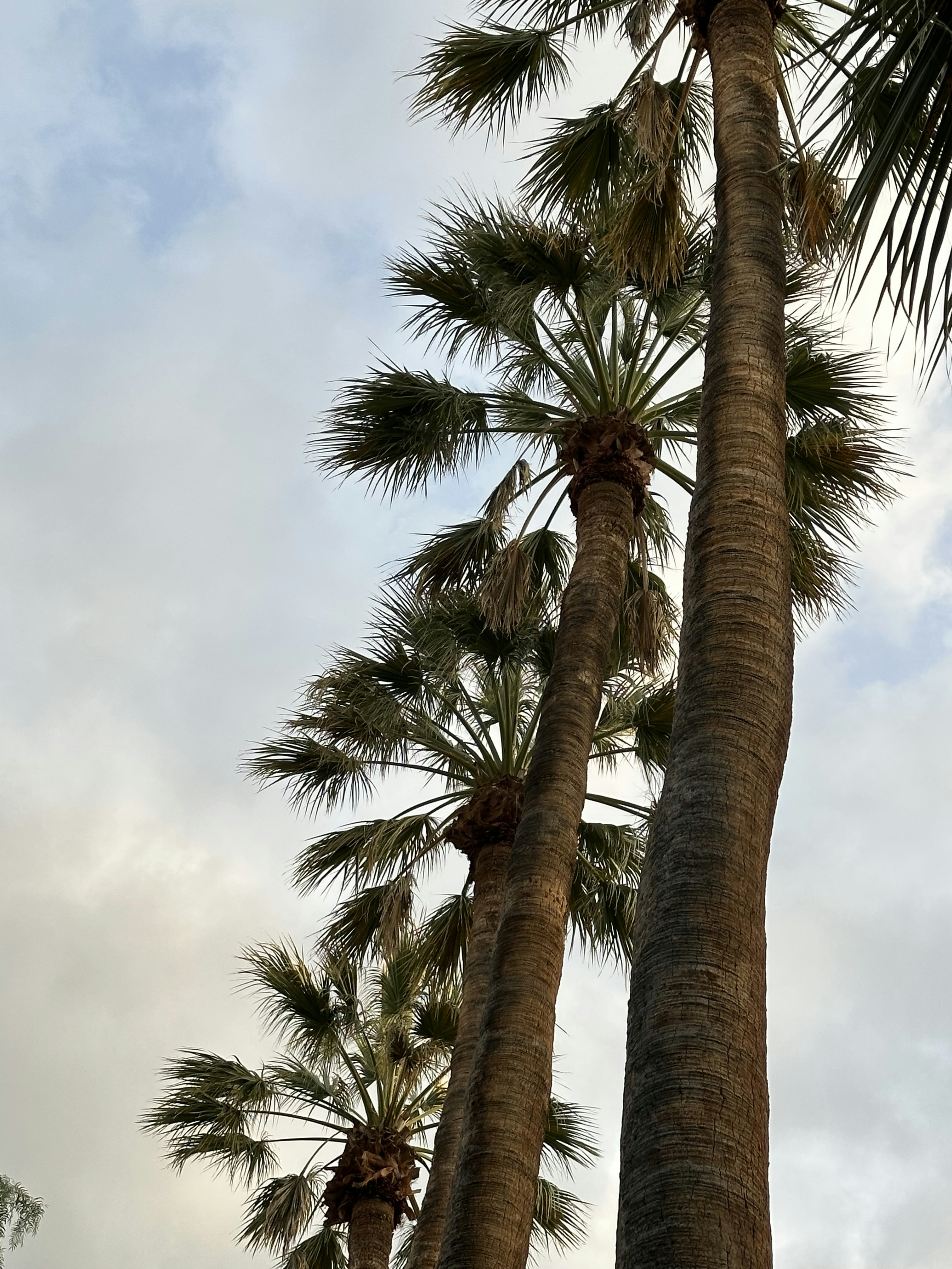 a group of palm trees with a cloudy sky in the background