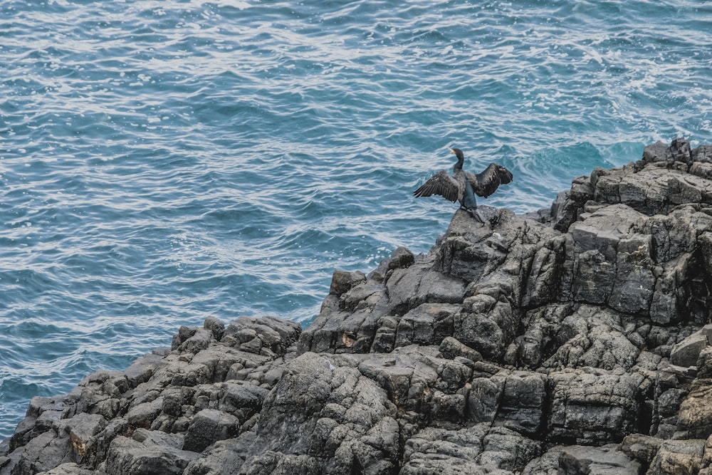 a couple of birds that are sitting on some rocks