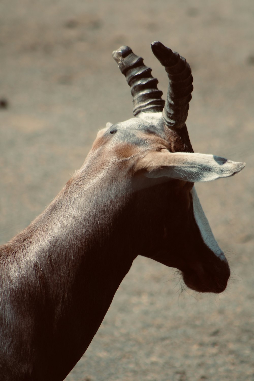 a close up of a goat with very long horns