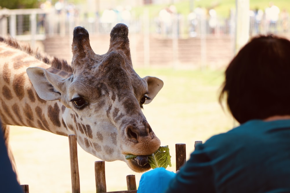 a woman feeding a giraffe a piece of lettuce