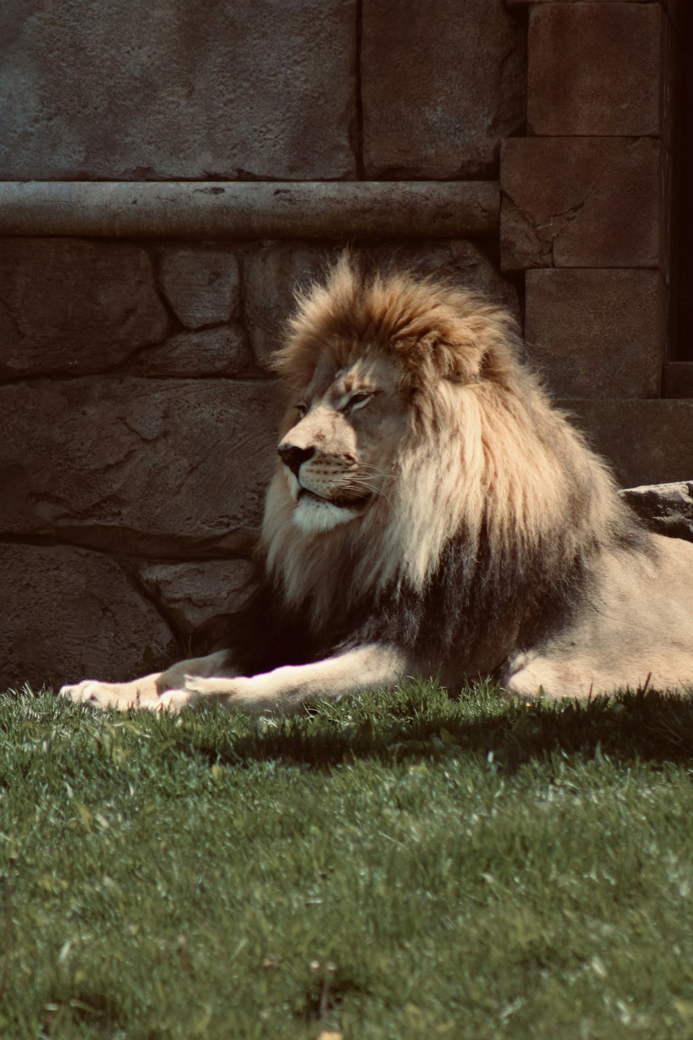 a lion laying in the grass next to a stone wall