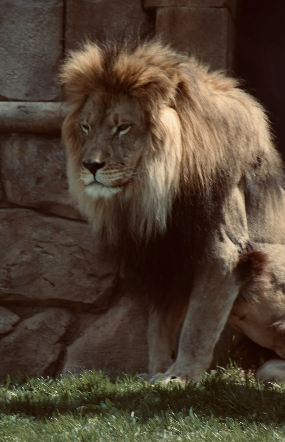 a large lion standing next to a baby lion