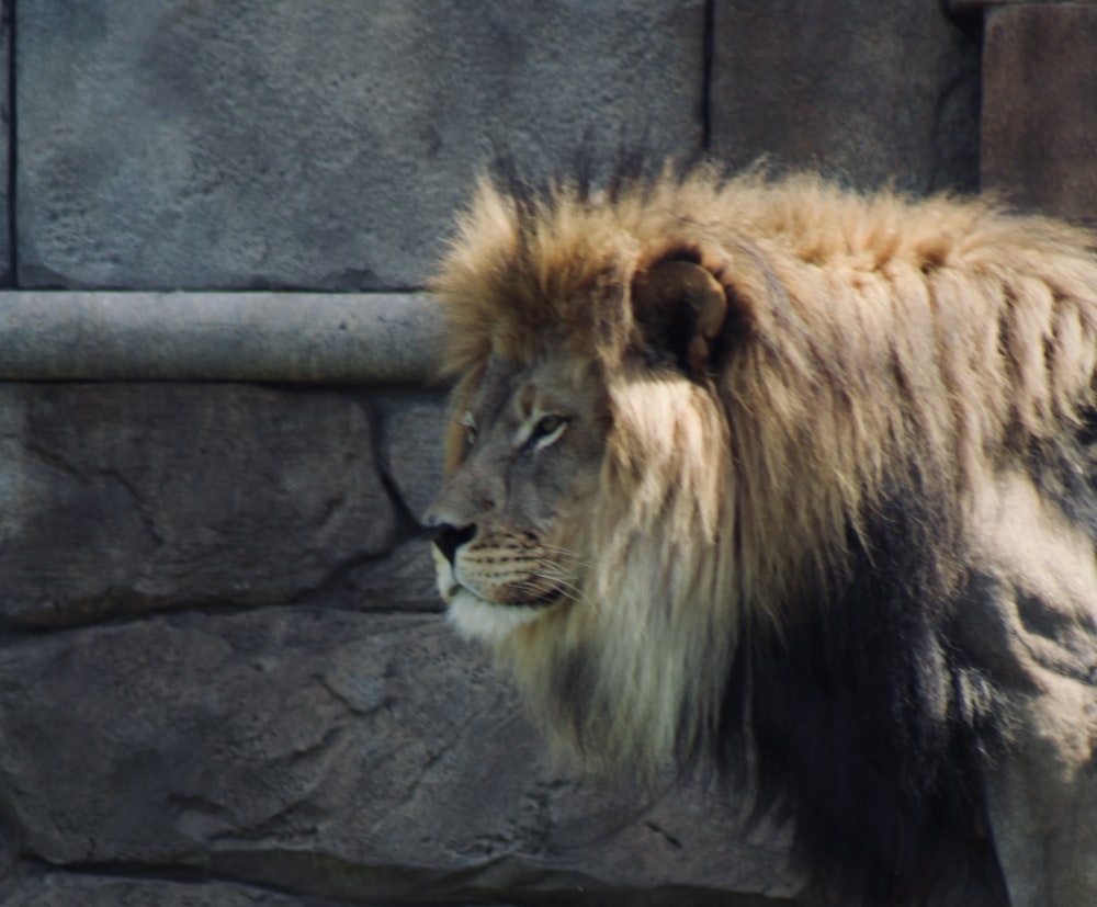 a lion standing in front of a stone wall