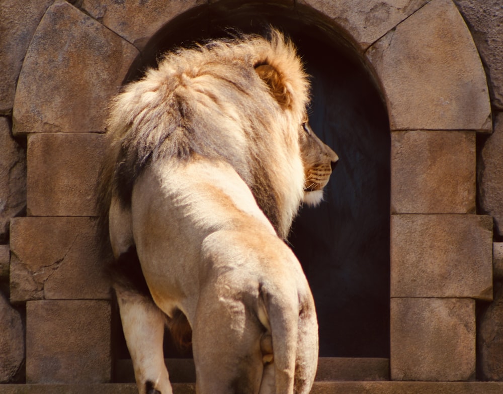 a large white lion standing next to a stone wall