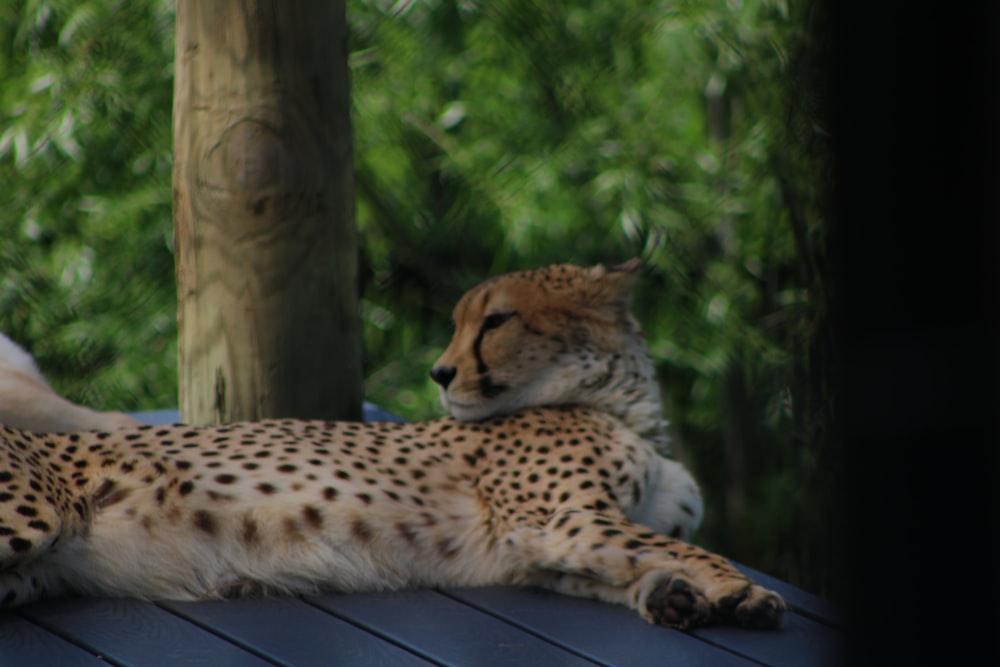 a cheetah laying on top of a wooden platform