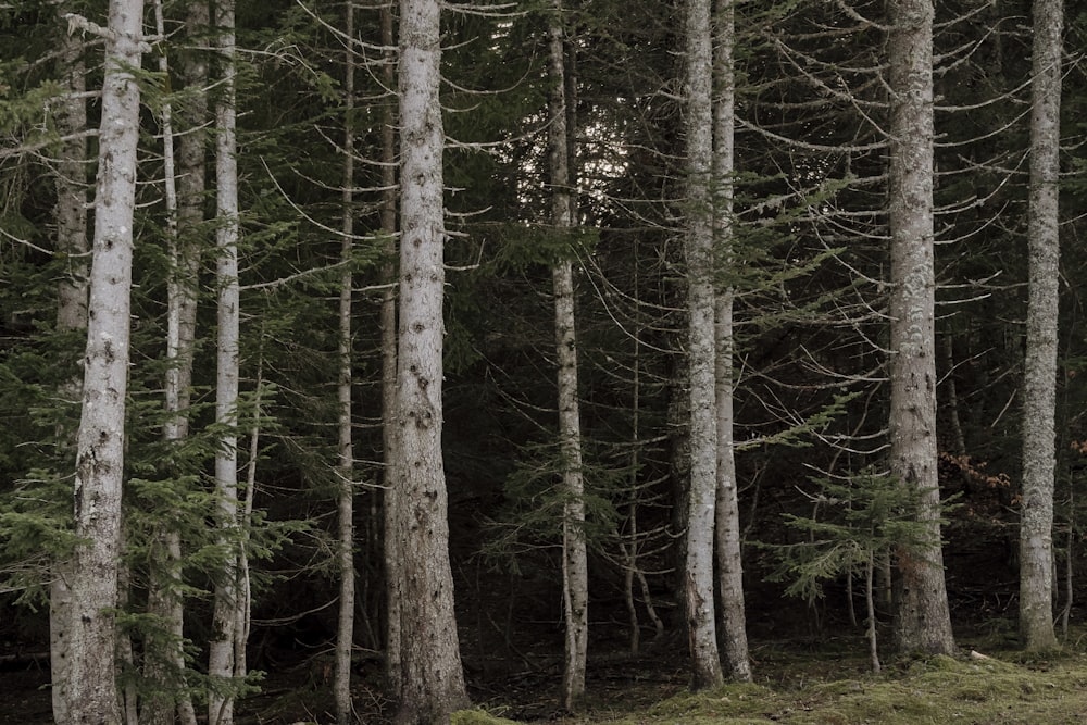 a group of tall trees in a forest