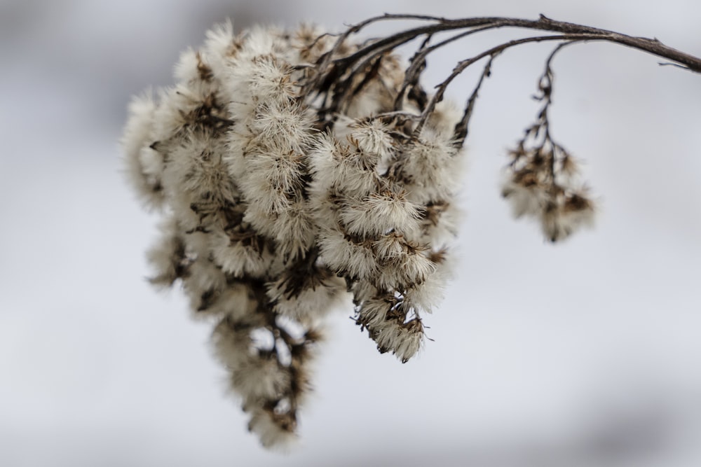 a bunch of white flowers hanging from a branch