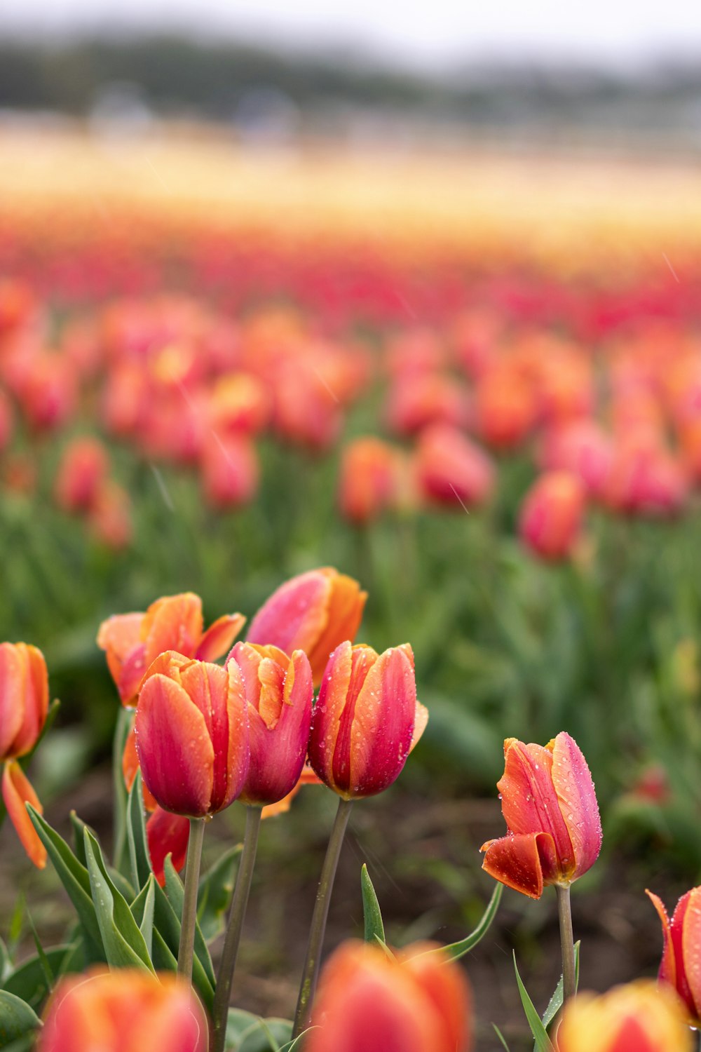 a field full of red and yellow tulips