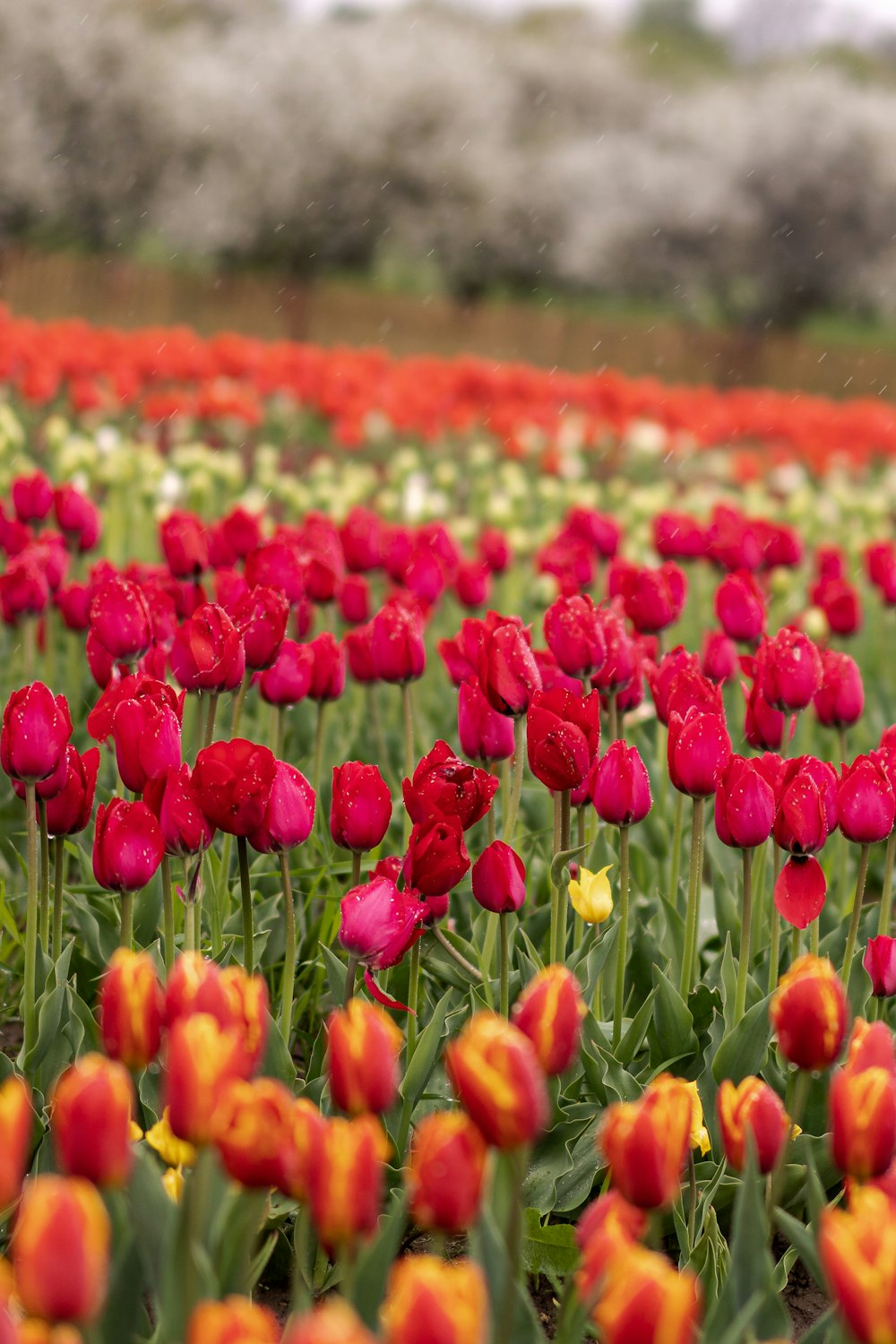 a field full of red and yellow tulips