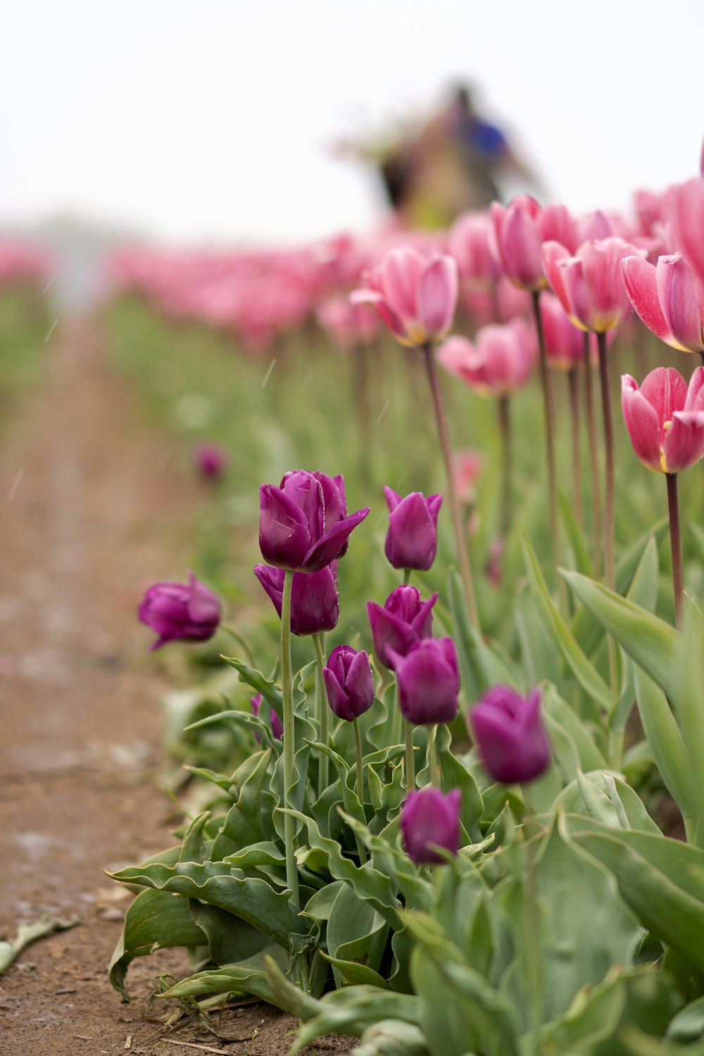 a field of pink tulips with a person in the background
