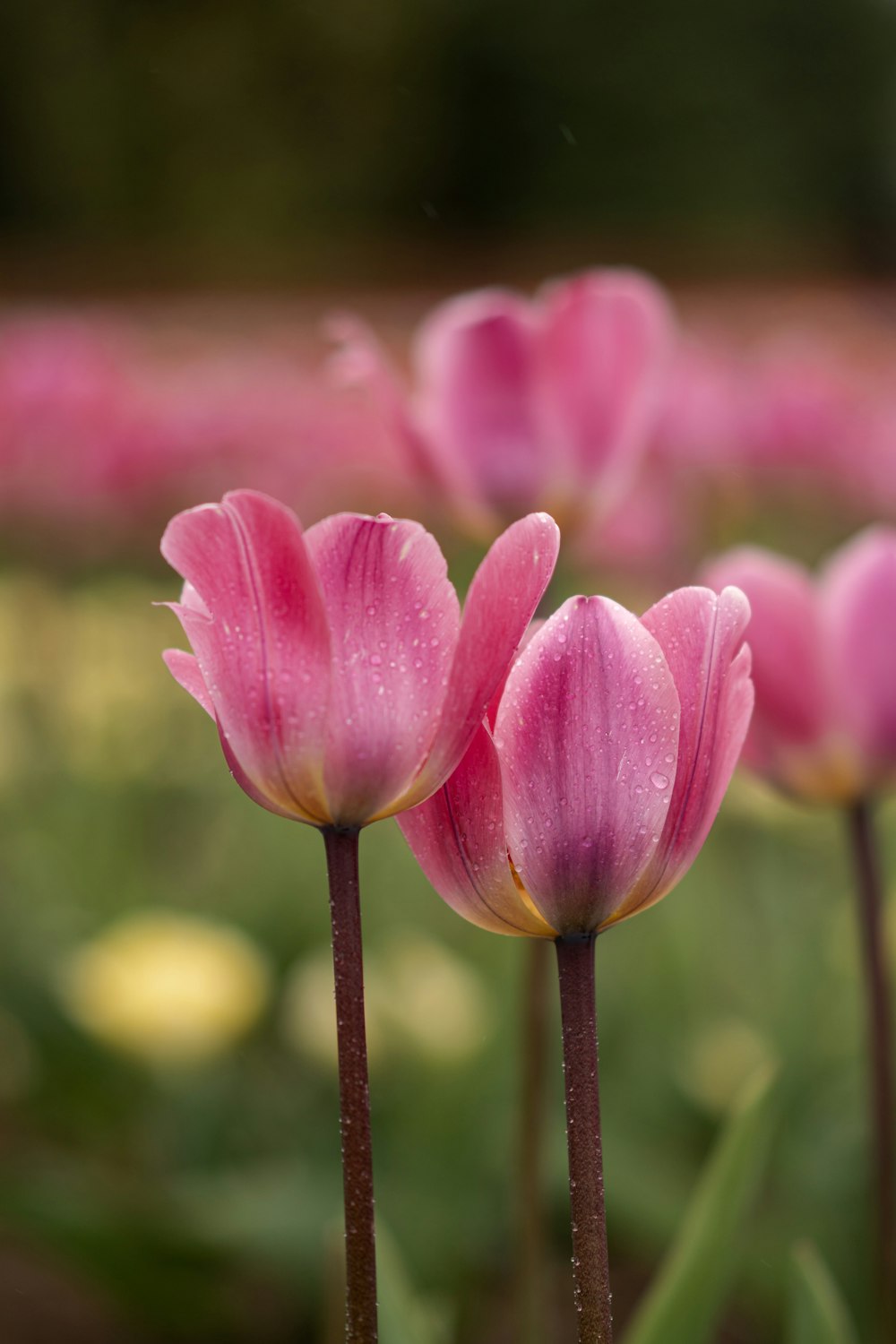 a group of pink flowers in a field