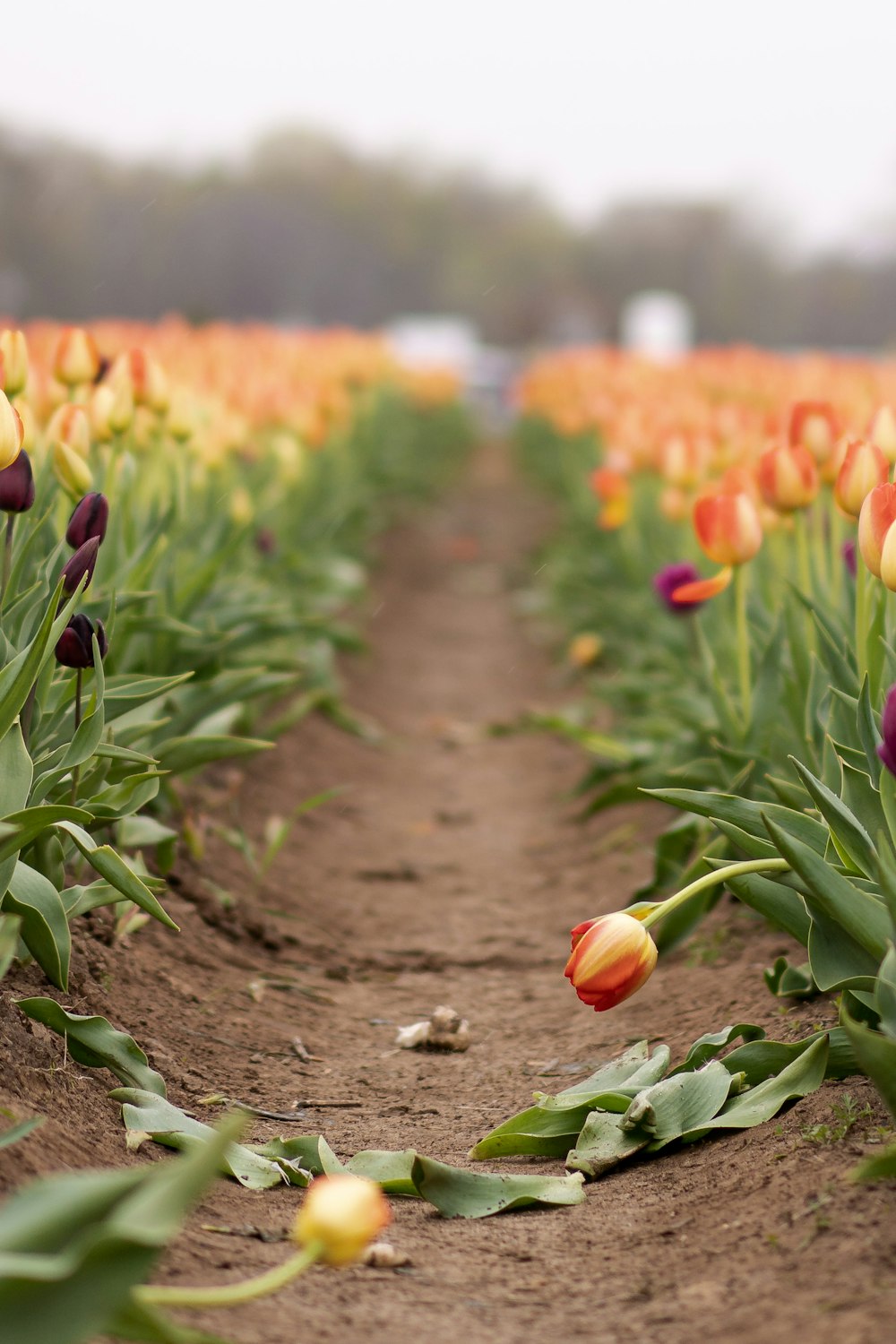 a field of tulips with a dirt path leading to them