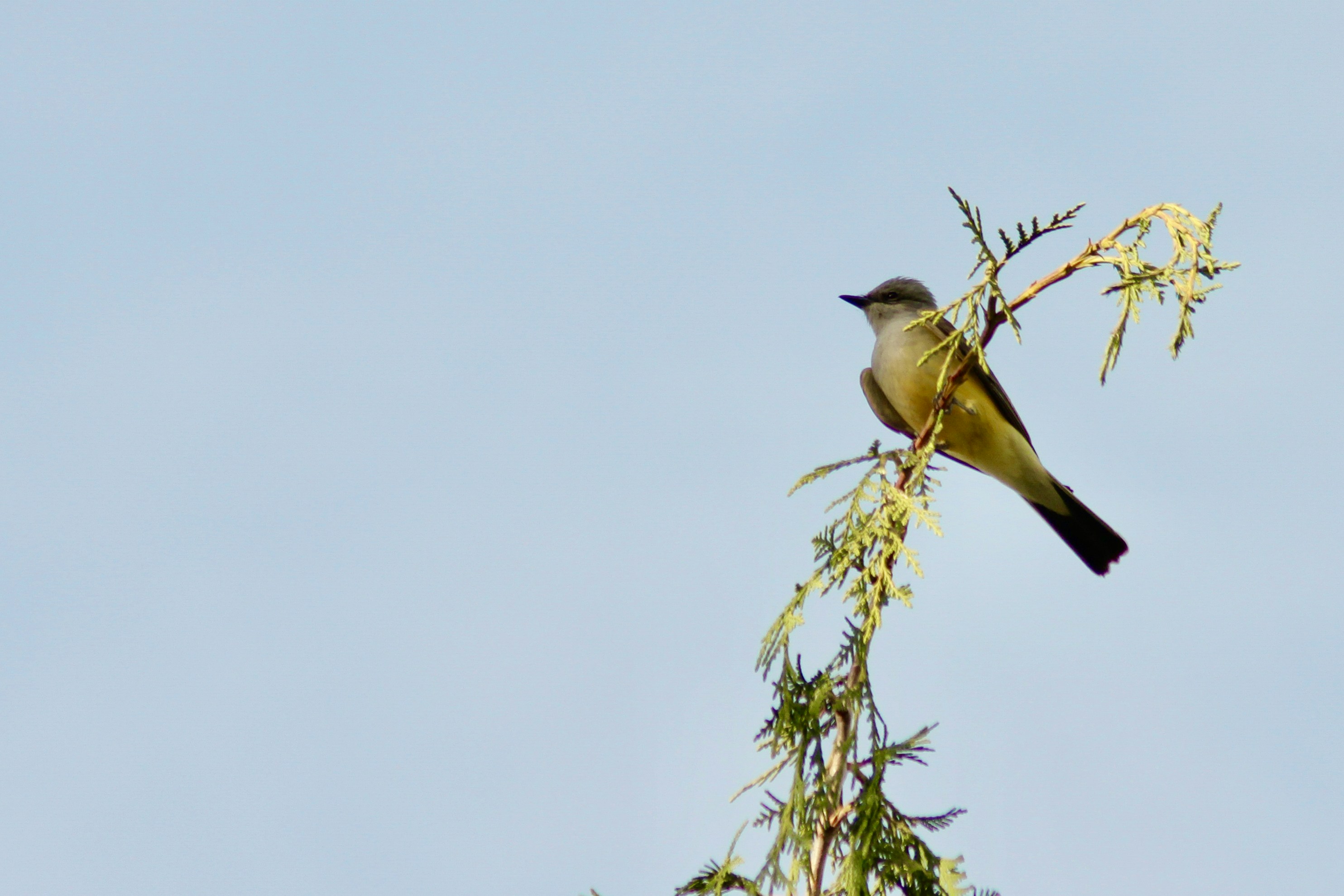 Photo by dcanadianphotographer