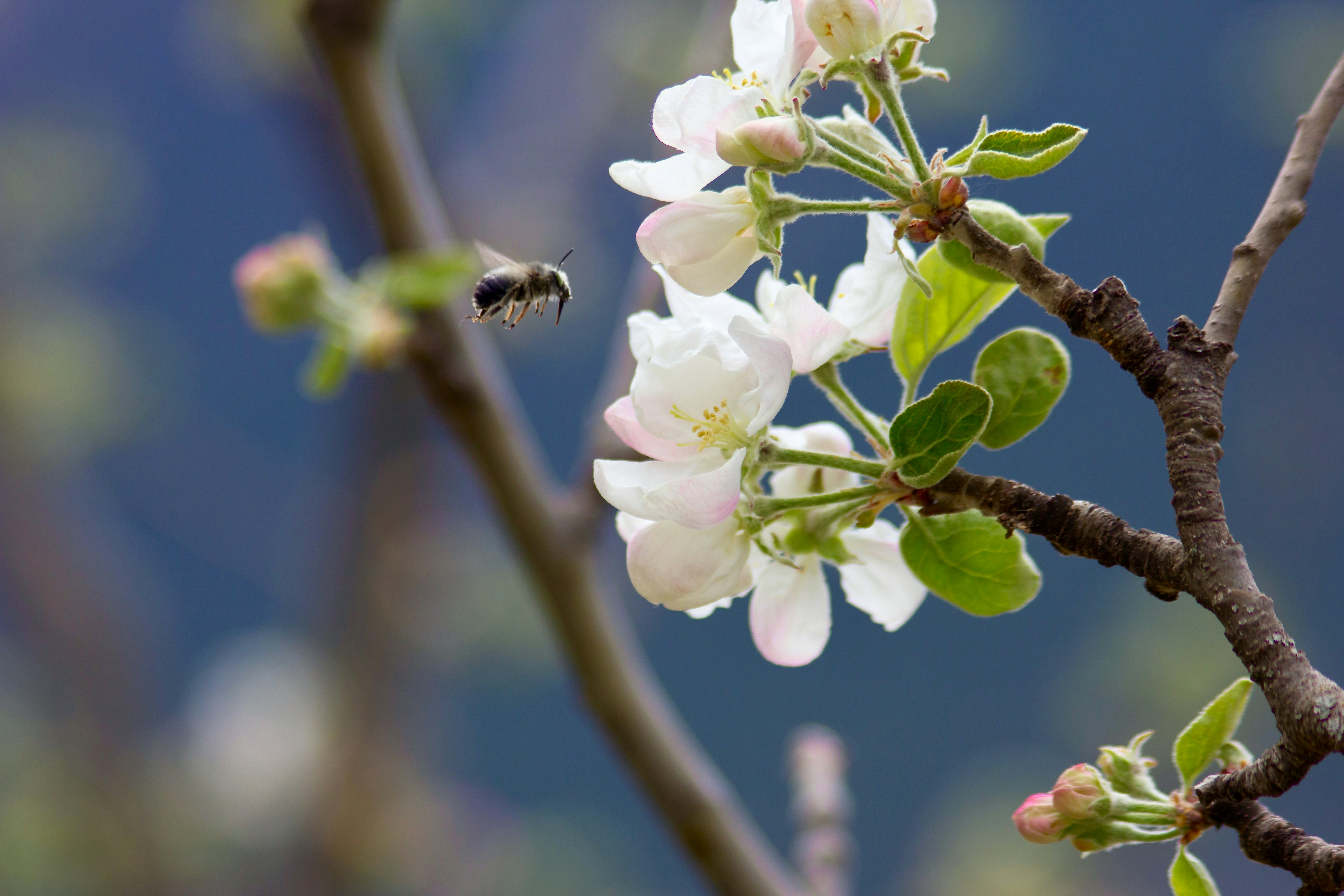 Photo by dcanadianphotographer