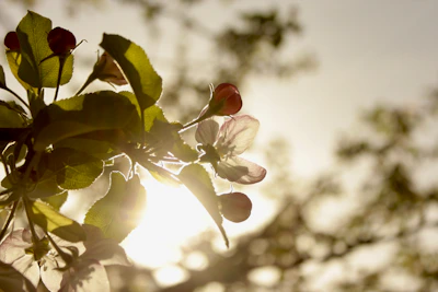 Close-up of the SolarBloom panel’s delicate petals unfolding to catch sunlight.