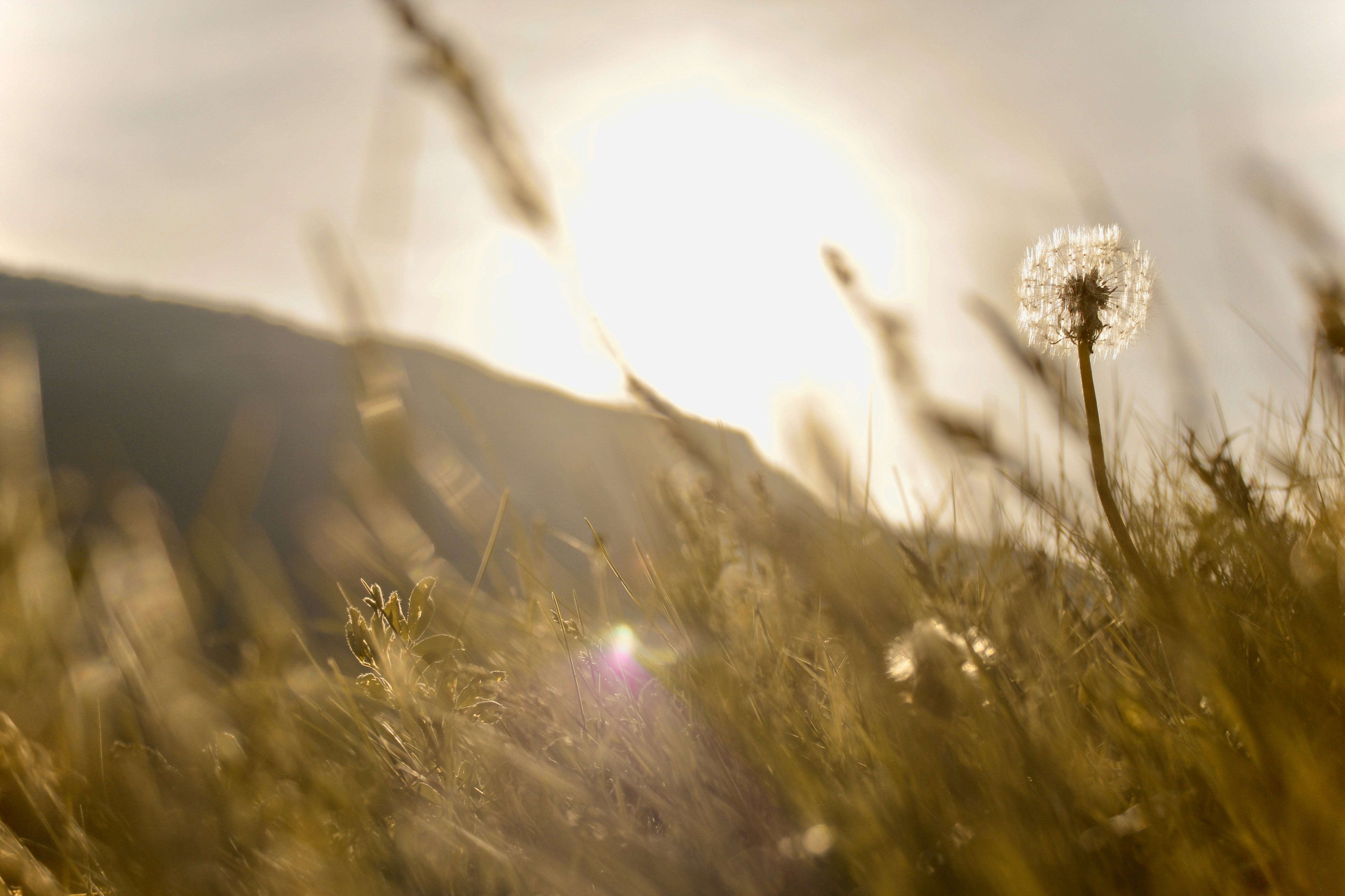 Photo by dcanadianphotographer