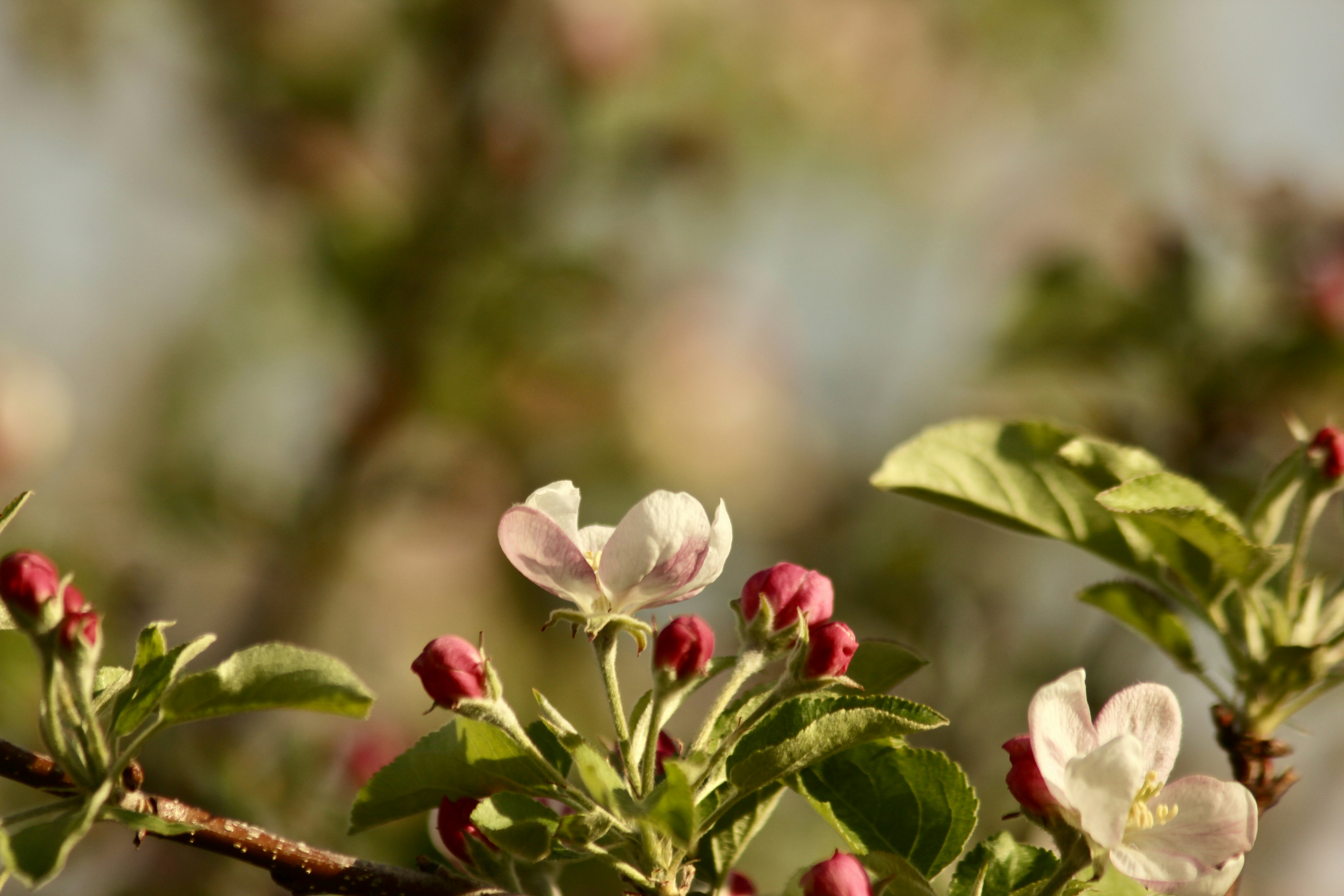 Photo by dcanadianphotographer