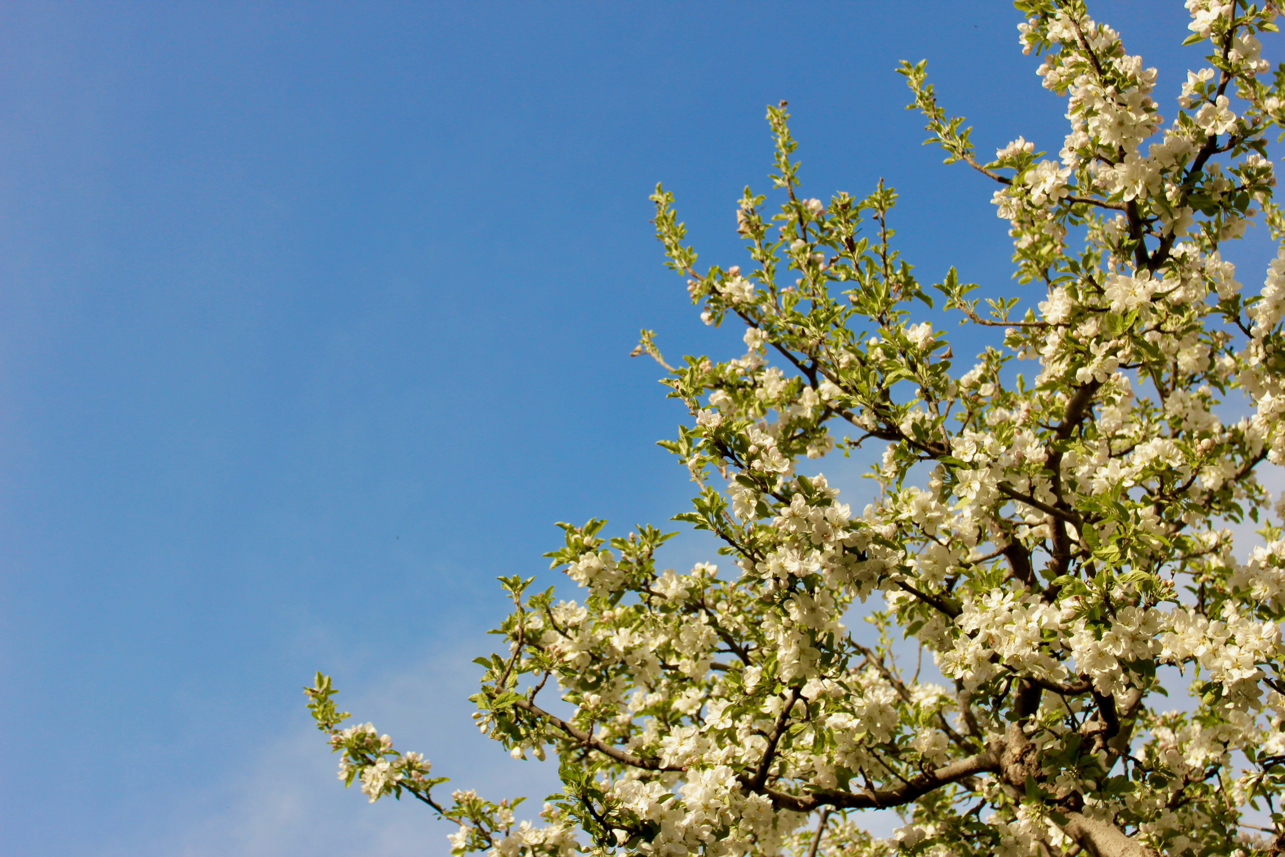 Photo by dcanadianphotographer