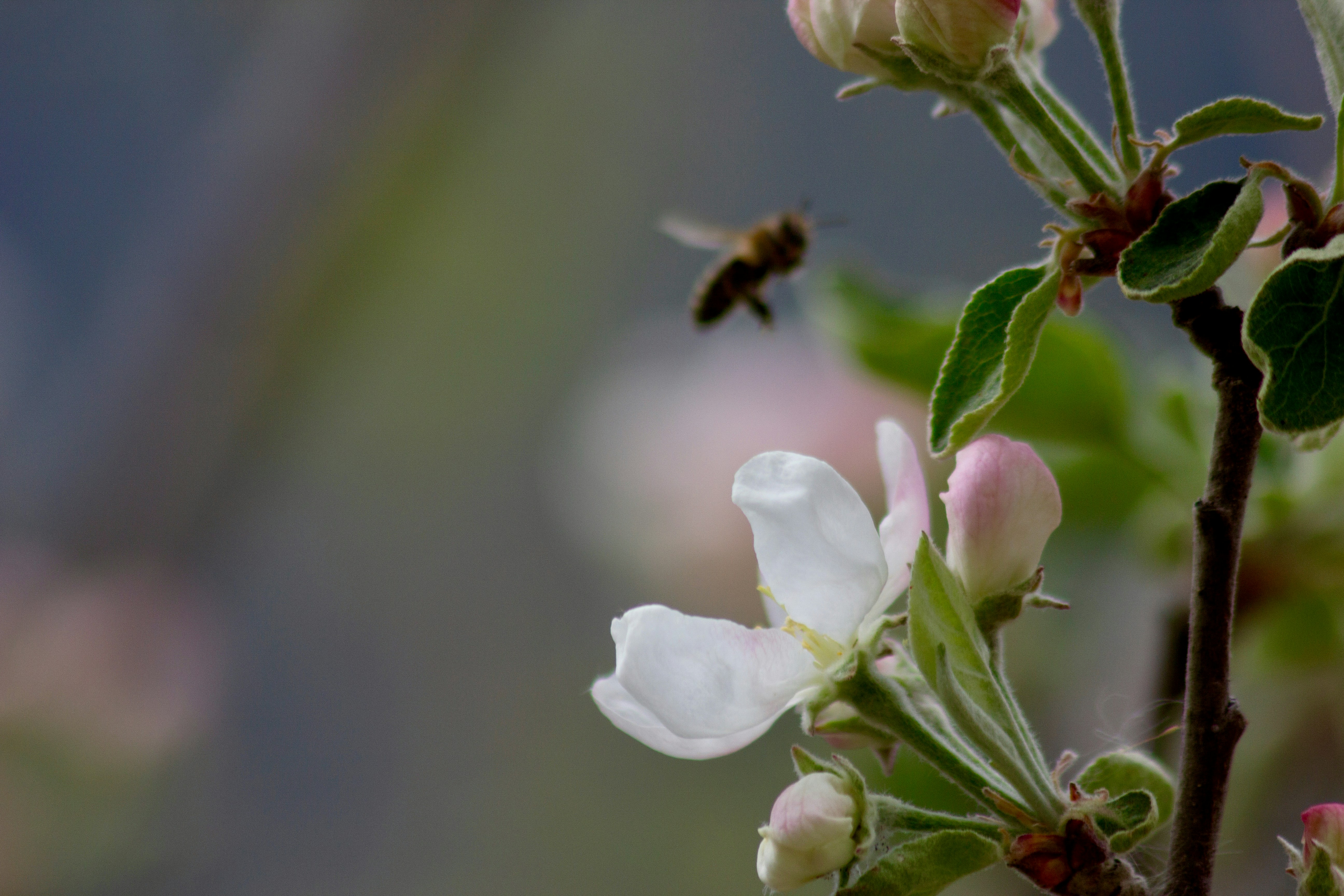 Photo by dcanadianphotographer