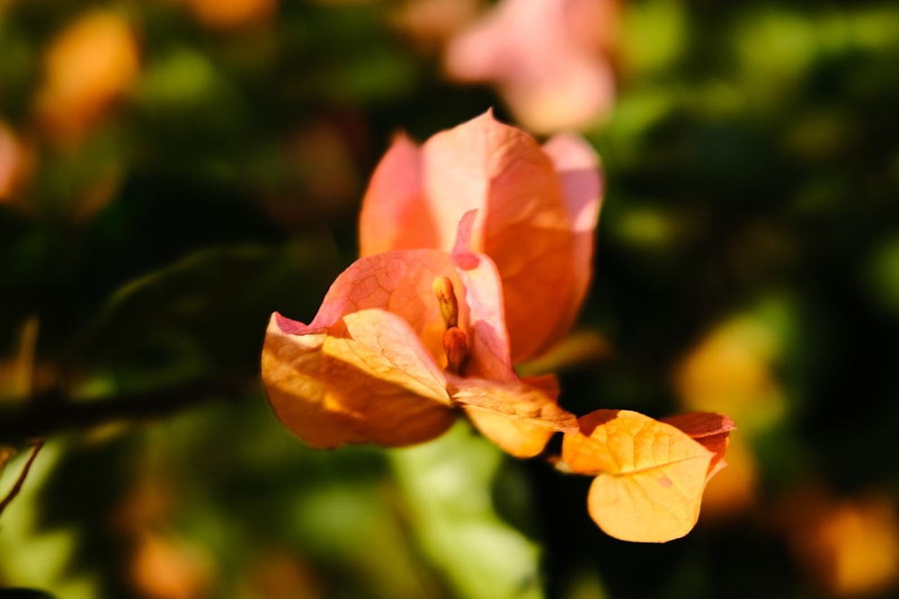 a close up of a flower with a blurry background