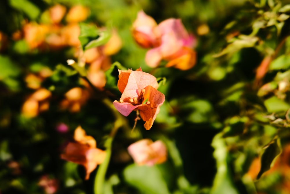 a bunch of flowers that are in the grass