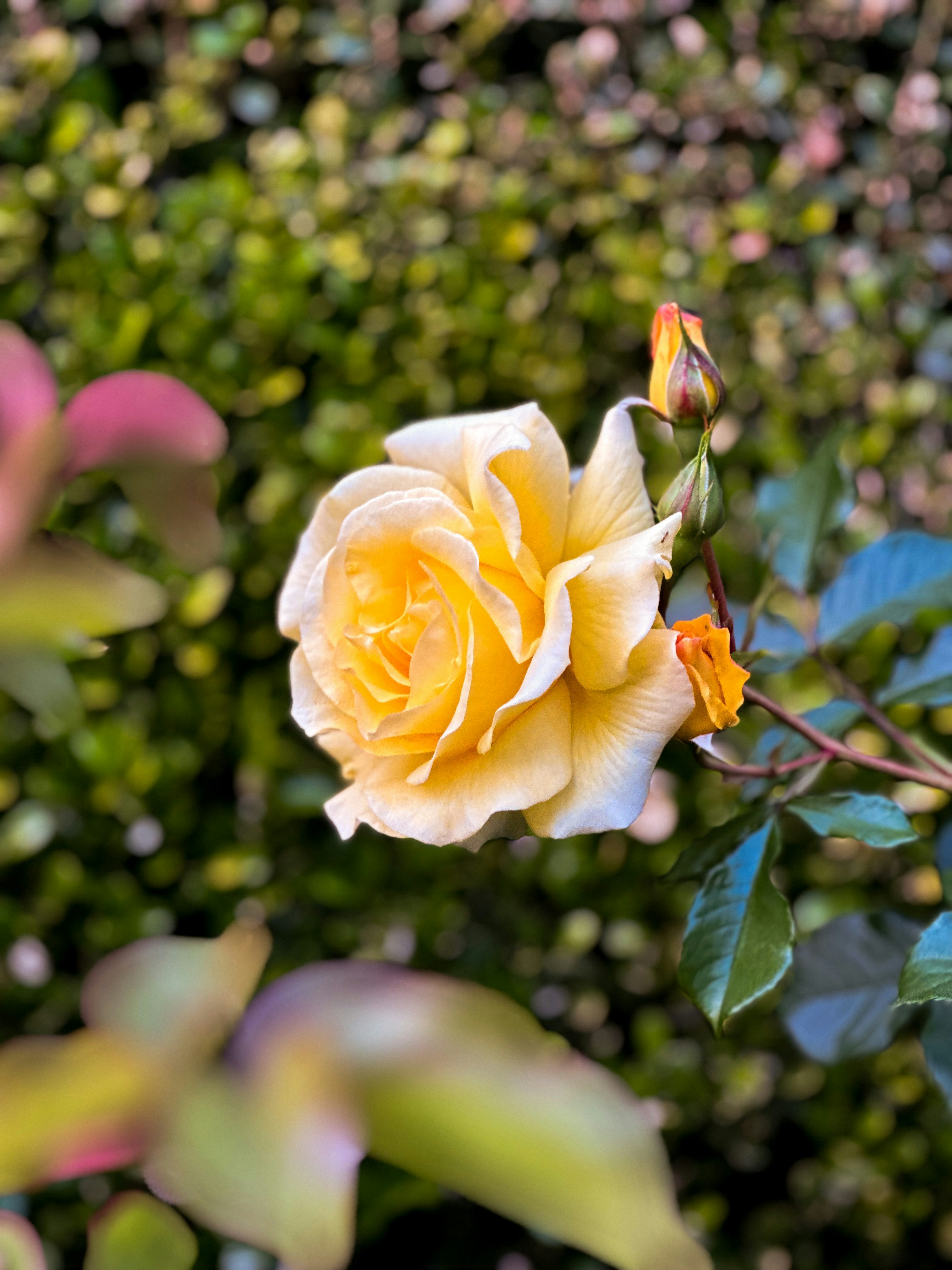 Photo by gibblesmash139