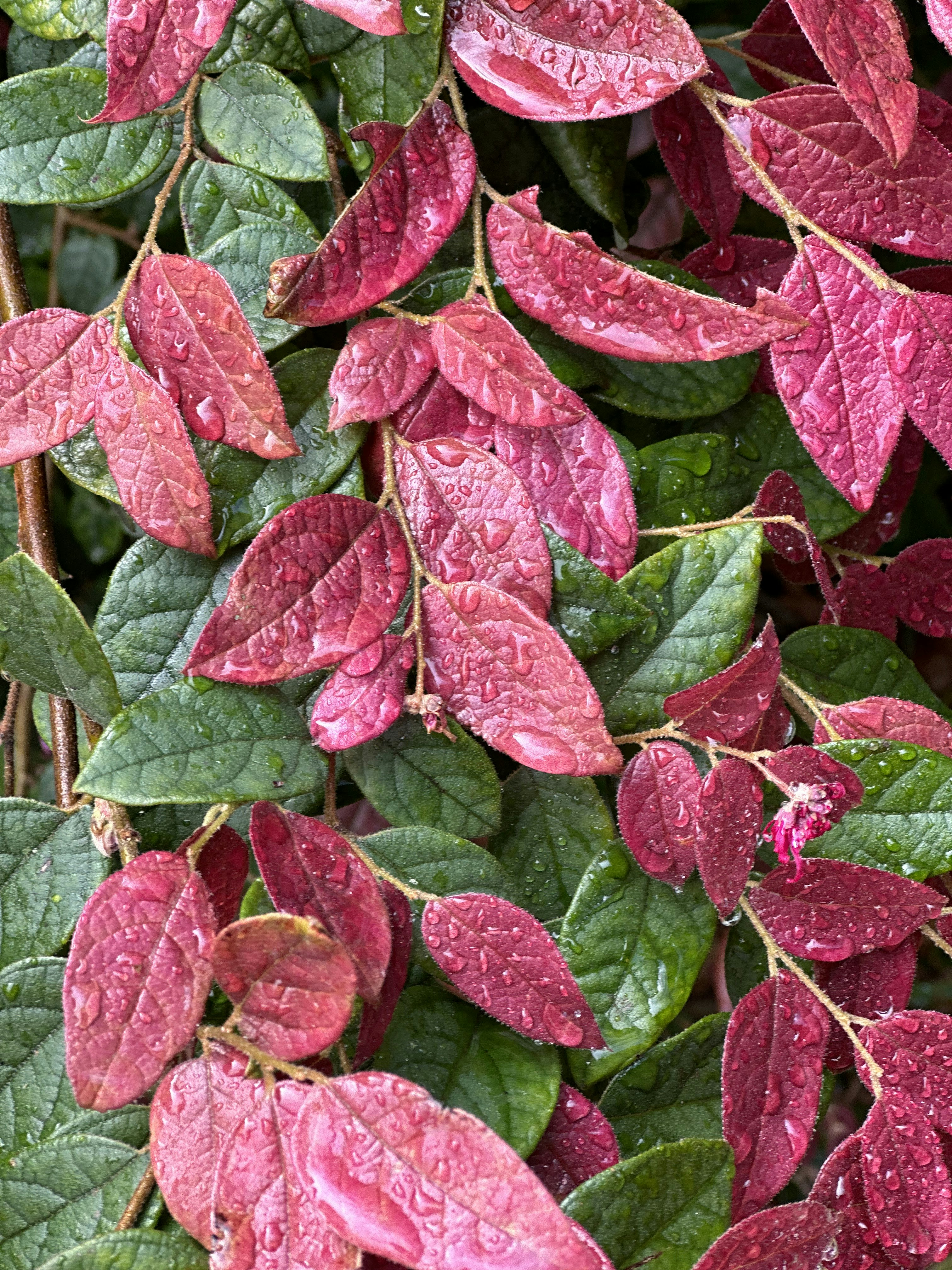 a close up of a plant with red leaves