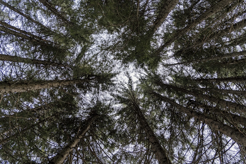 looking up at the tops of tall pine trees