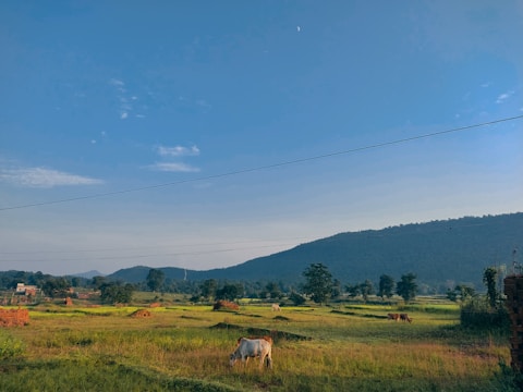 A peaceful rural landscape showing farm fields with grazing livestock under a clear sky.