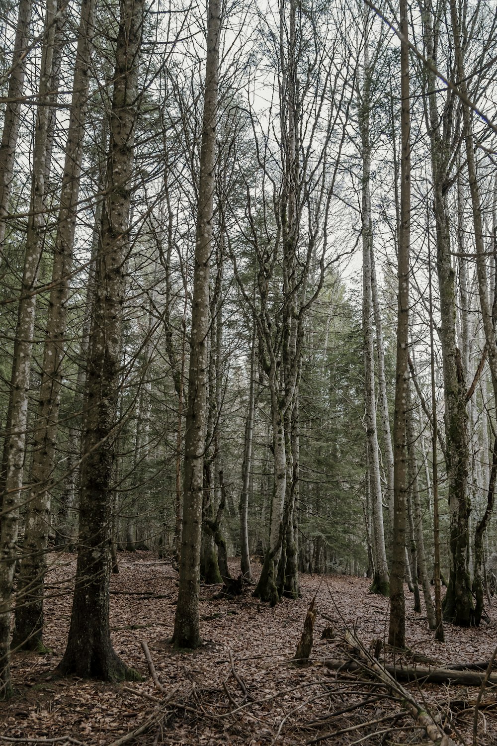 a forest filled with lots of tall trees