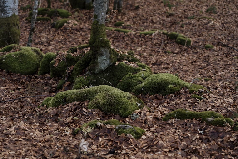 a forest filled with lots of leaf covered ground