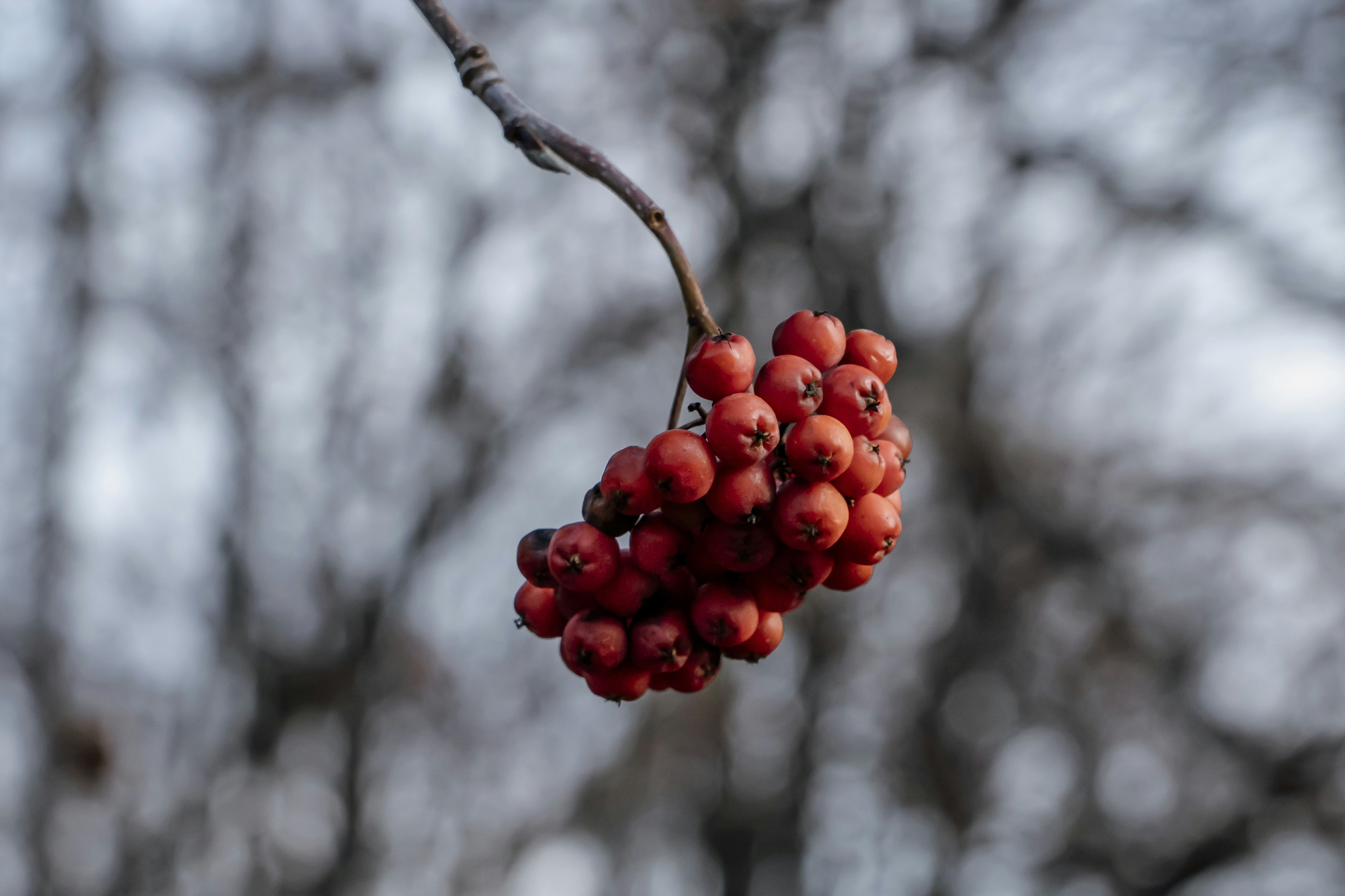 a bunch of berries hanging from a tree branch