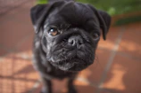 Close-up of a pug’s face showing clear eyes and shiny coat.