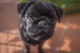 A close-up of a black pug with a shiny coat looking directly at the camera. The background consists of reddish-brown tiles with soft, natural lighting creating gentle shadows.