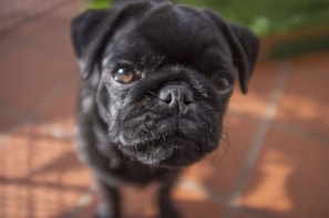 A close-up of a black pug with a shiny coat looking directly at the camera. The background consists of reddish-brown tiles with soft, natural lighting creating gentle shadows.